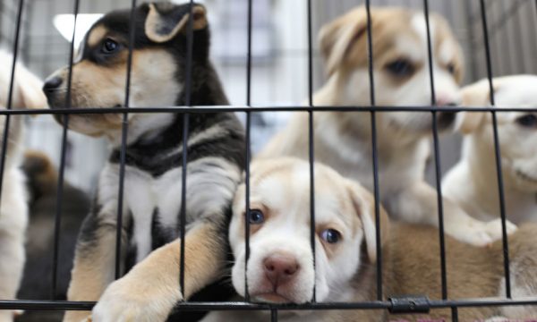 Le gouvernement lance un plan pour lutter contre l'abandon des animaux de compagnie