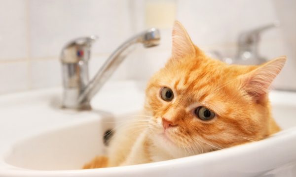 Comment faire des économies sur votre consommation d'eau chaude (sans prendre de douches froides) ?