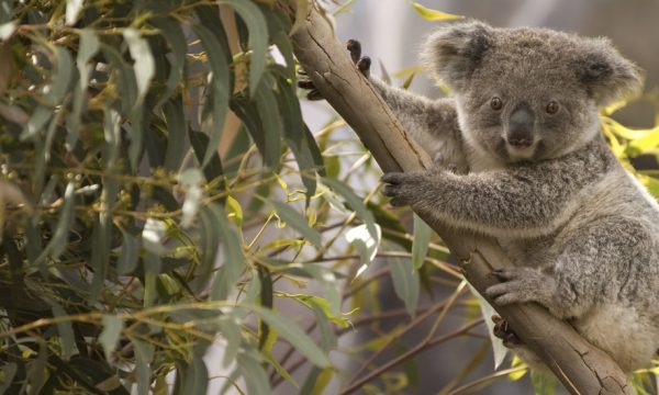 Une famille australienne découvre un koala dans son sapin de Noël