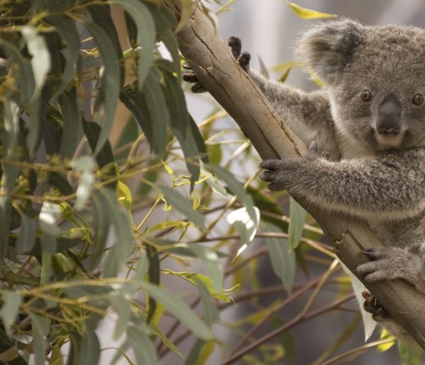 Une famille australienne découvre un koala dans son sapin de Noël