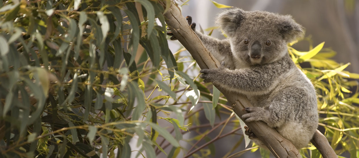 Une famille australienne découvre un koala dans son sapin de Noël