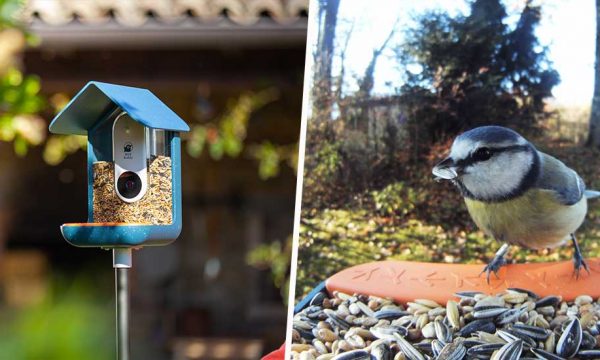 Photographiez les oiseaux de votre jardin grâce à cette mangeoire connectée