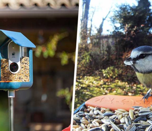 Photographiez les oiseaux de votre jardin grâce à cette mangeoire connectée