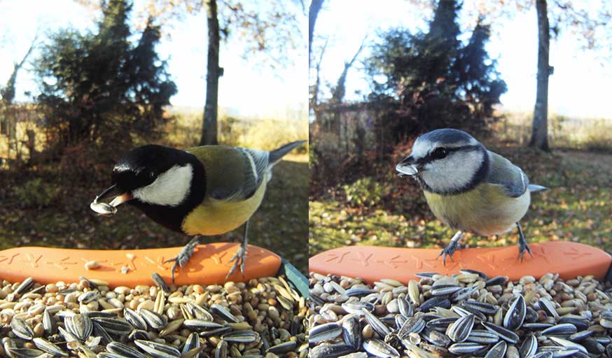 Une mangeoire avec caméra pour prendre en photo les oiseaux du jardin