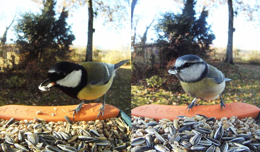 Une mangeoire connectée pour mieux photographier les oiseaux de