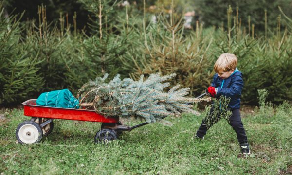 Location de sapin : combien ça coûte et où en trouver ?