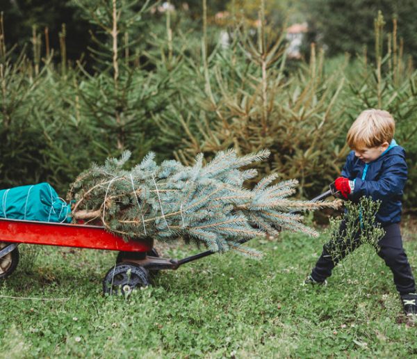 Location de sapin : combien ça coûte et où en trouver ?