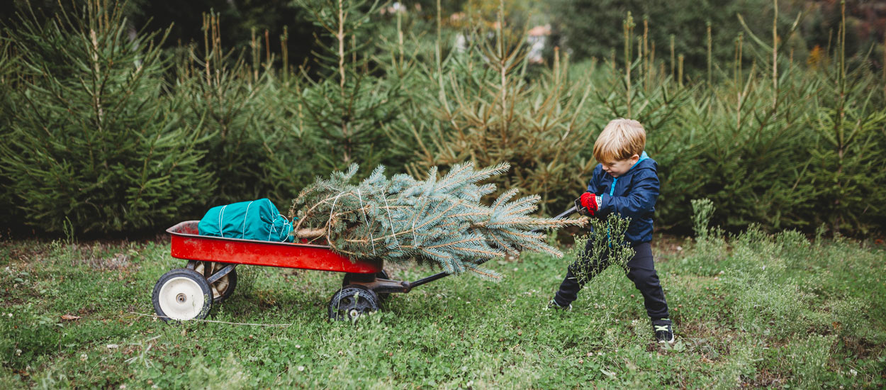 Location de sapin : combien ça coûte et où en trouver ?