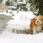 Une femme déneige avec une pelle et un chien se secoue