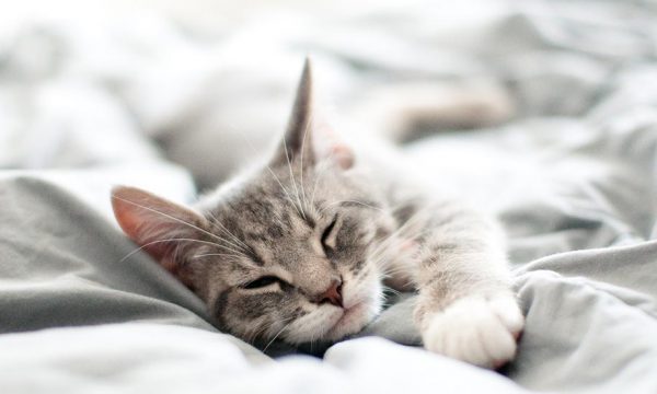 Pourquoi votre chat s'acharne-t-il à dormir dans votre lit ?