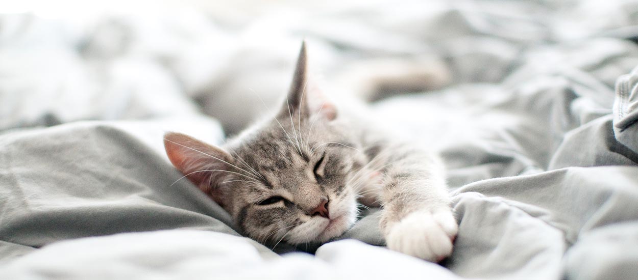 Pourquoi votre chat s'acharne-t-il à dormir dans votre lit ?