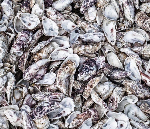 Les coquilles d'huîtres au jardin