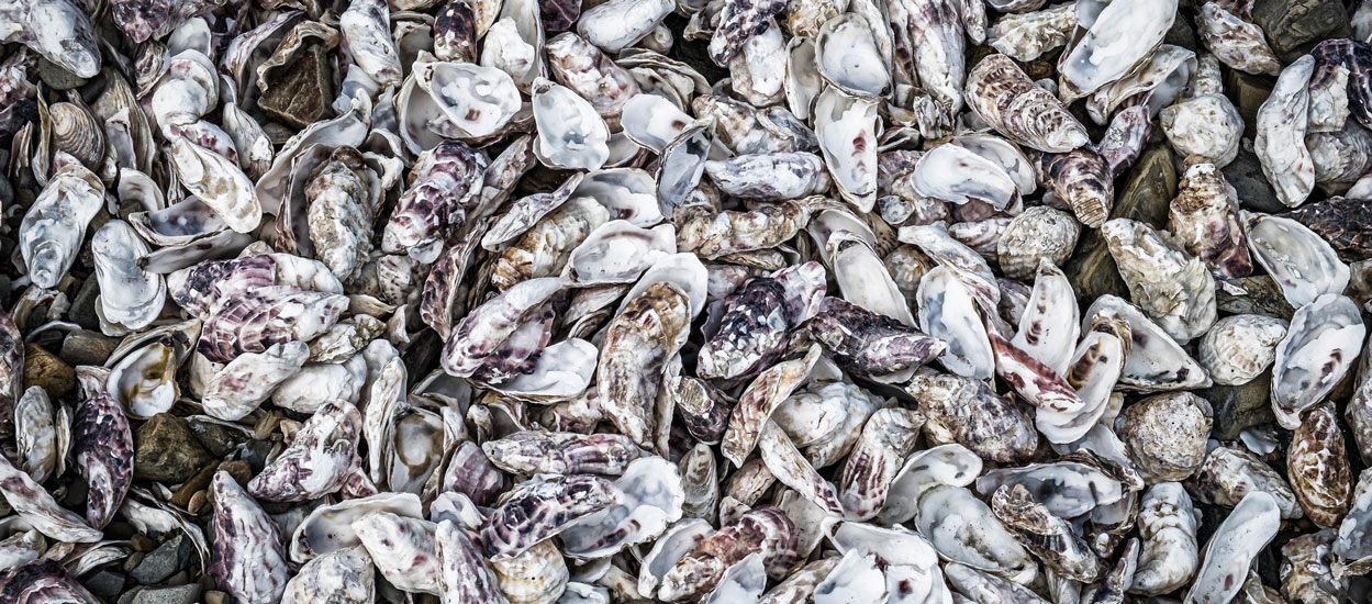 Les coquilles d'huîtres au jardin