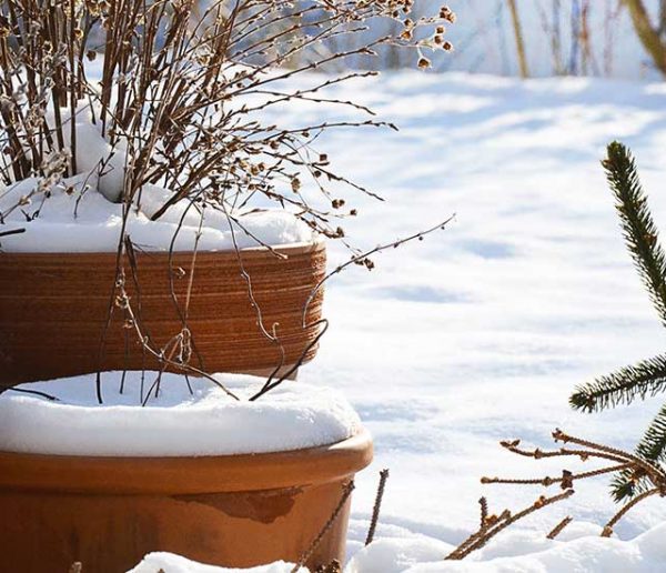 Paillage et plantation : quels sont les travaux à faire en hiver au jardin ?