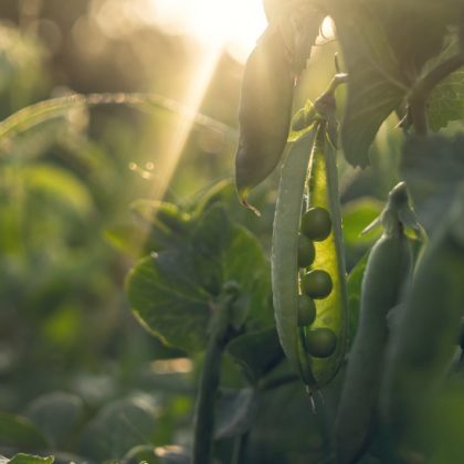 Voici pourquoi vous devriez planter des fèves en février (et des légumineuses en général)