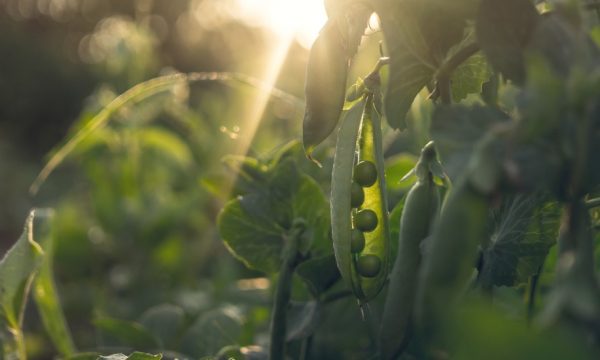 Voici pourquoi vous devriez planter des fèves en février (et des légumineuses en général)