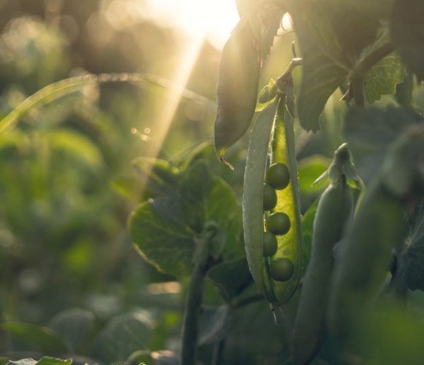 Voici pourquoi vous devriez planter des fèves en février (et des légumineuses en général)