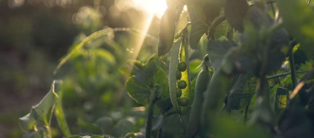 Voici pourquoi vous devriez planter des fèves en février (et des légumineuses en général)