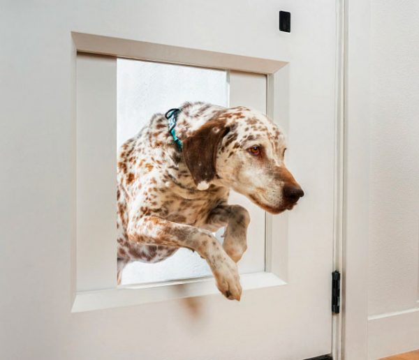 Cette porte intelligente laisse sortir votre chien dans le jardin quand vous êtes absent