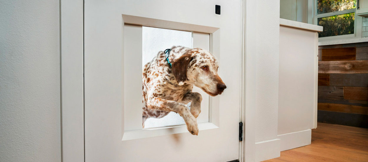 Ce Portail Intelligent Vous Pr vient Quand Votre Chien Demande Sortir Ce Portail Intelligent Vous Pr vient Quand Votre Chien Demande Sortir