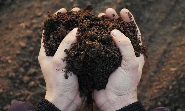 Fumier et compost : quand et comment amender son potager ?