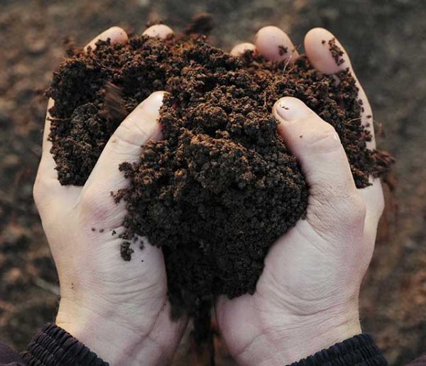 Potager et Permaculture