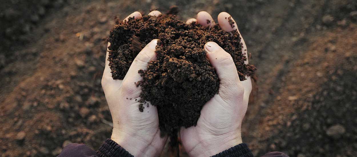 Fumier et compost : quand et comment amender son potager ?