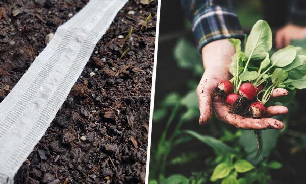 Fabriquez vos propres rubans à graines pour votre potager... avec du papier toilette
