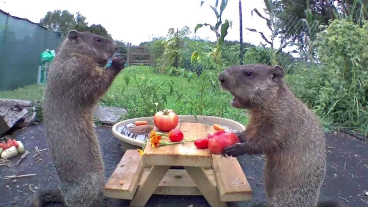 Ils ont créé une chaîne Youtube sur les marmottes qui dévorent les légumes de leur jardin