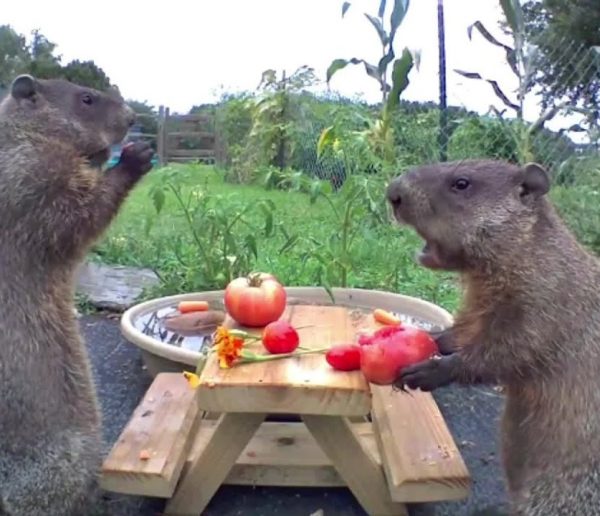 Ils ont créé une chaîne Youtube sur les marmottes qui dévorent les légumes de leur jardin