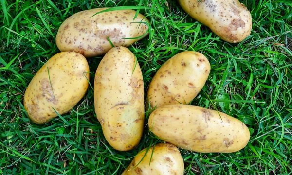 Comment faire pousser facilement des pommes de terre sur gazon ?