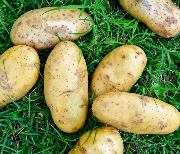 Comment faire pousser facilement des pommes de terre sur gazon ?