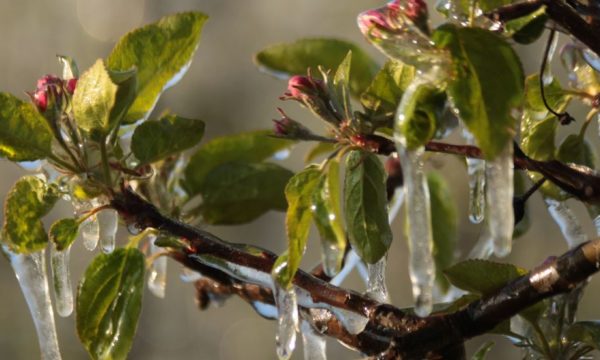 Comment bien protéger ses arbres fruitiers du gel ?
