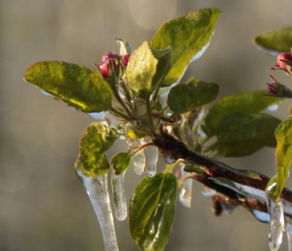 Comment bien protéger ses arbres fruitiers du gel ?
