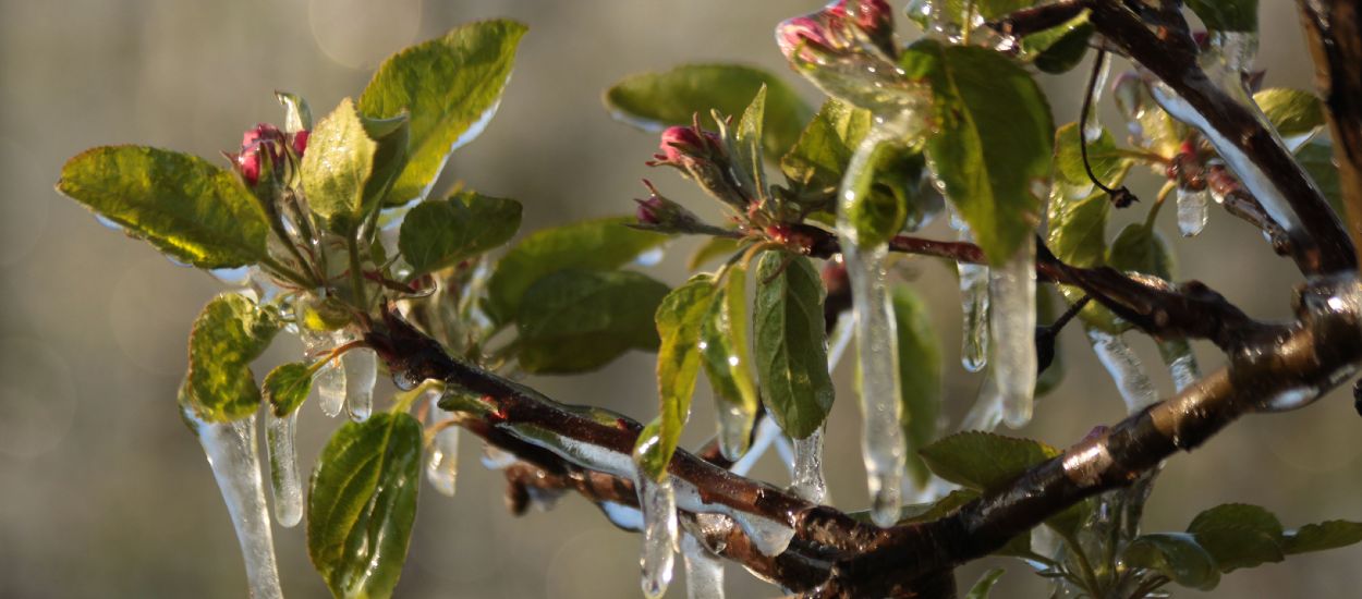 Comment bien protéger ses arbres fruitiers du gel ?