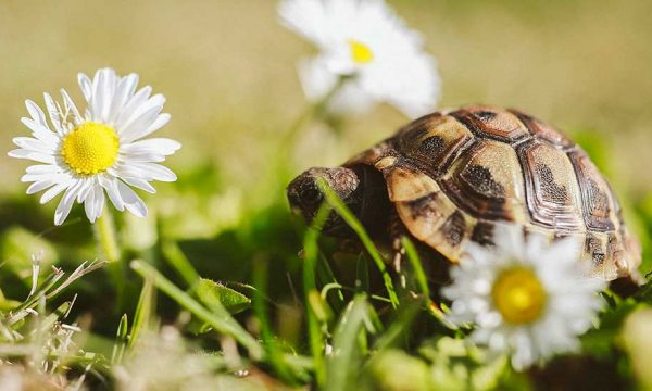 Comment aménager correctement un enclos pour tortue terrestre dans son jardin ?