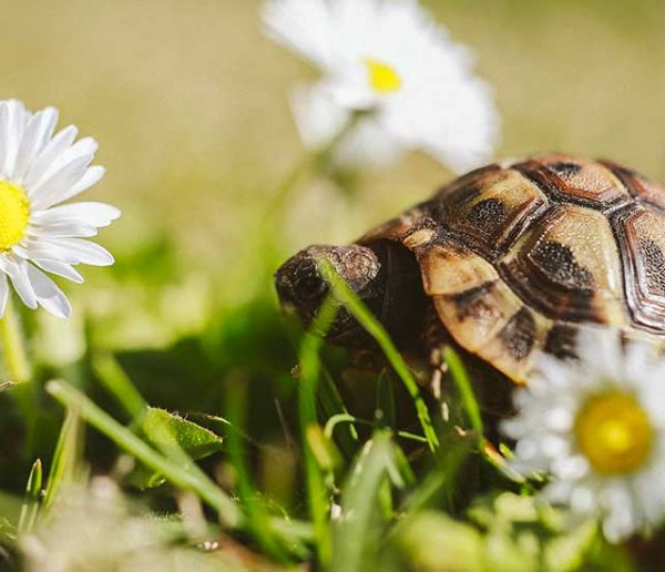 Comment aménager correctement un enclos pour tortue terrestre dans son jardin ?