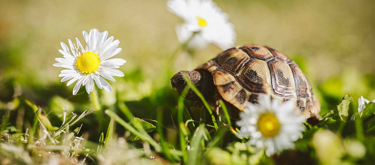 Comment construire un enclos pour tortue de terre - le minimum à