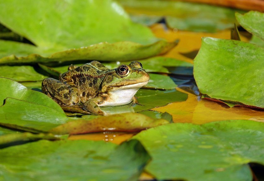 grenouille dans une mare