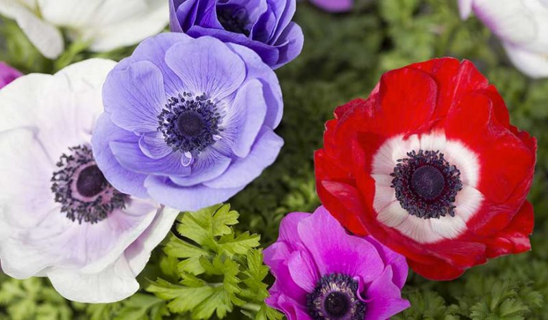 Quelles fleurs planter au mois de mars pour un jardin fleuri au printemps
