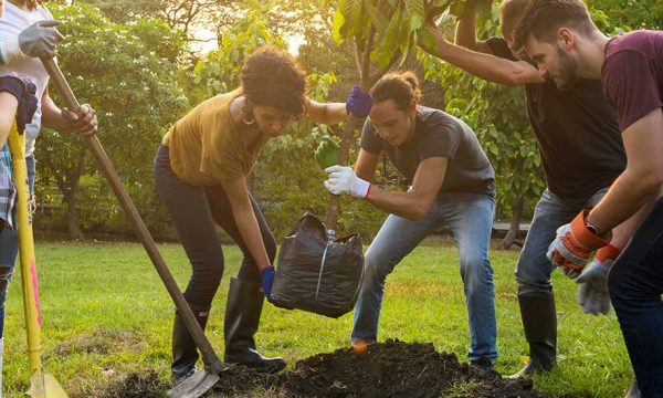 Quel arbre planter dans son jardin ?