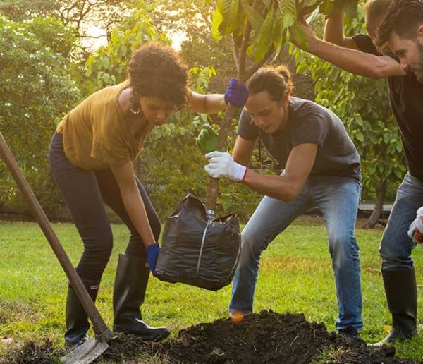 Quel arbre planter dans son jardin ?