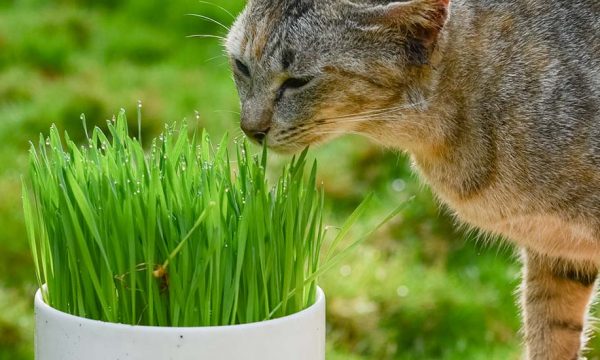 Faites pousser de l'herbe à chat pour quelques centimes d'euros !