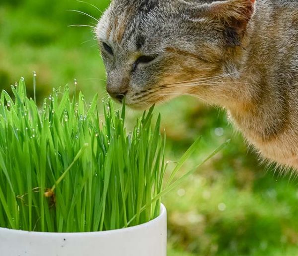 Faites pousser de l'herbe à chat pour quelques centimes d'euros !