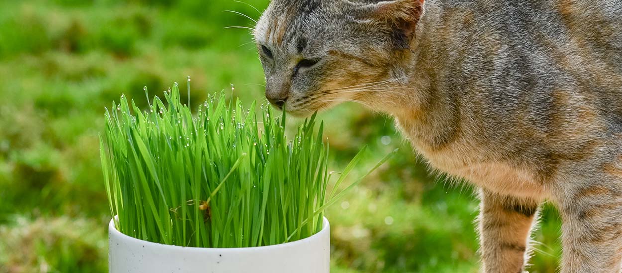Faites pousser de l'herbe à chat pour quelques centimes d'euros !