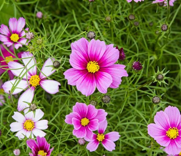 Quelles fleurs planter au mois de mars pour un jardin fleuri au printemps