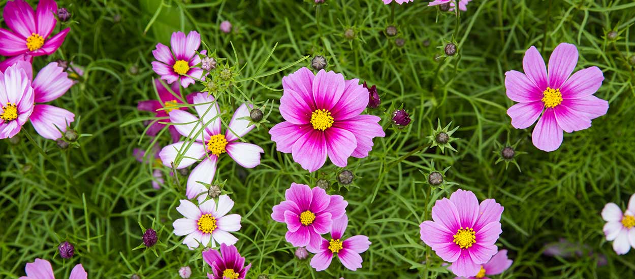 Quelles fleurs planter au mois de mars ?