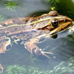 Une grenouille ou un crapaud dans une mare