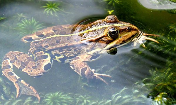 Comment attirer les grenouilles et les crapauds dans mon jardin ?