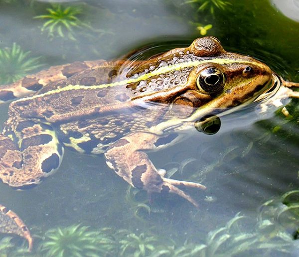 Comment attirer les grenouilles et les crapauds dans mon jardin ?